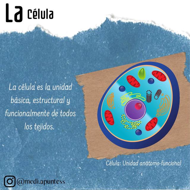 La célula, organélos