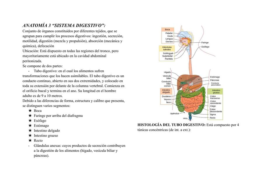SISTEMA DIGESTIVO