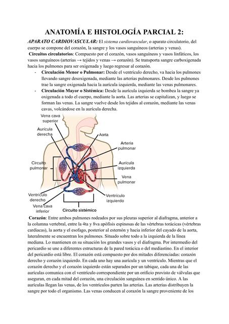 corazón, pulmones, sistema urinario y reproductor