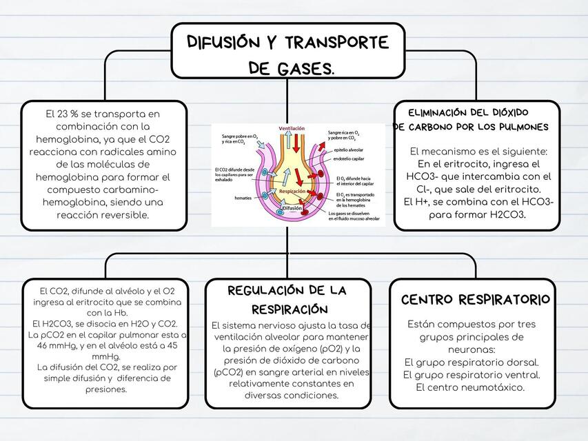 Difusión y transporte de gases.