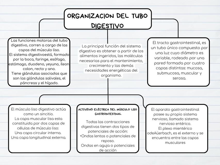 ORGANIZACION DEL TUBO DIGESTIVO