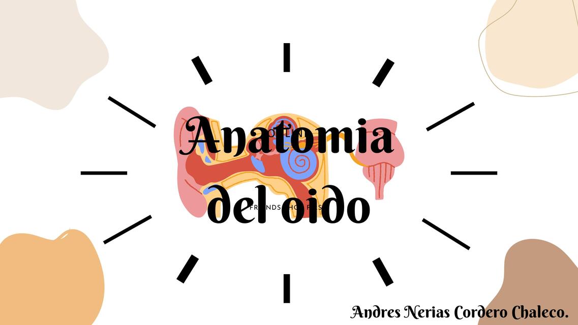 Anatomia del oido