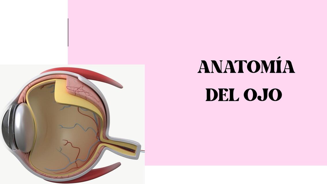 ANATOMÍA DEL OJO