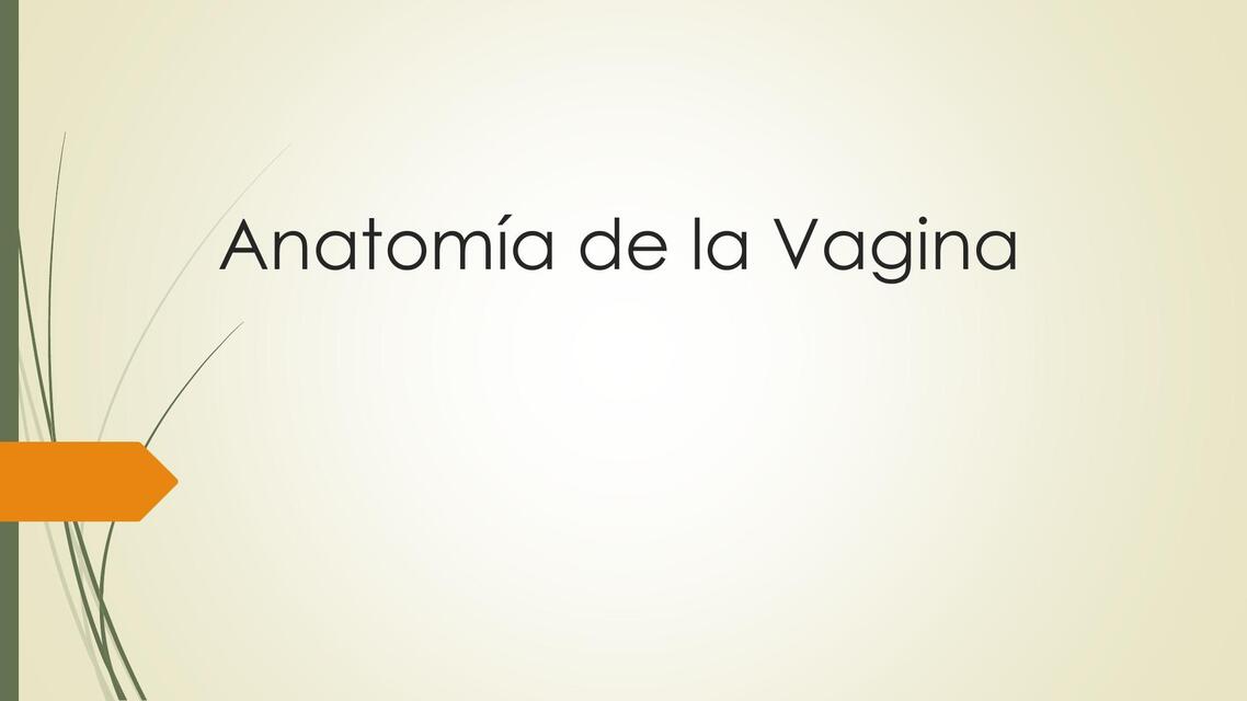 Anatomía de la Vagina P