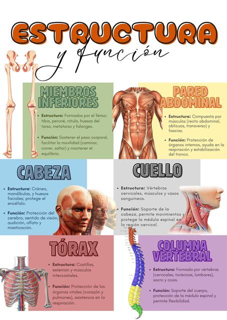 ESTRUCTURA Y FUNCIÓN