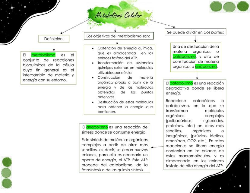 Metabolismo Celular 