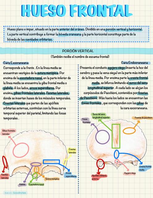 HUESO FRONTAL