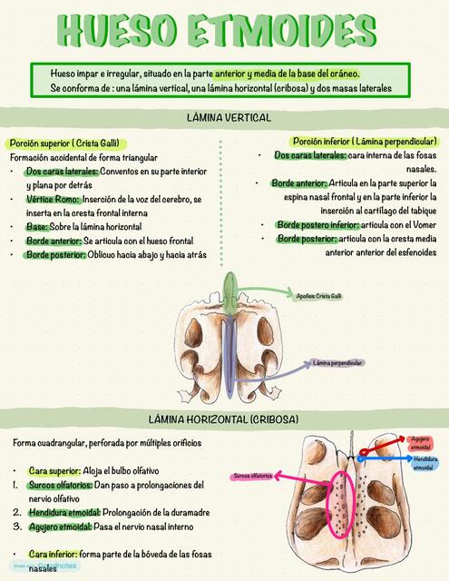 HUESO ETMOIDES