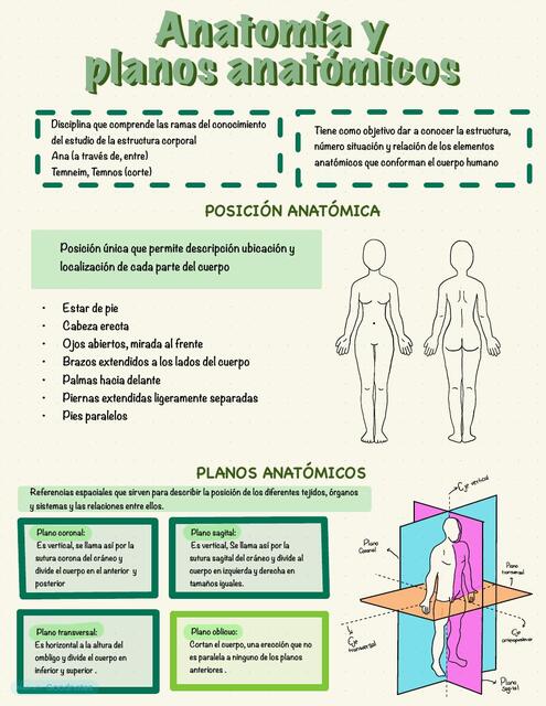 ANATOMÍA Y PLANOS ANATÓMICOS