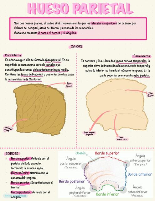 HUESO PARIETAL