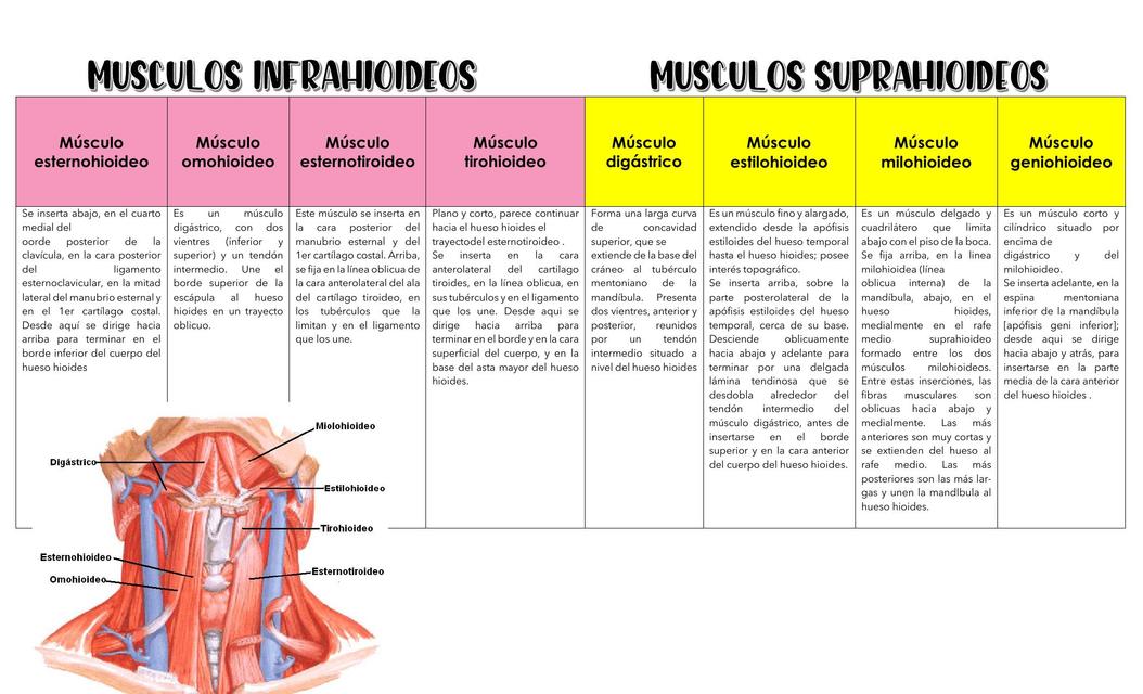 Musculos del hueso Hiodes