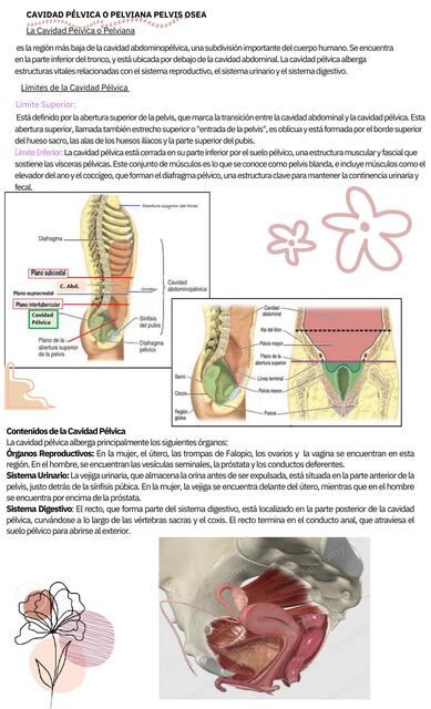 APUNTE RESUMEN DE PELVIS OSEA pdf