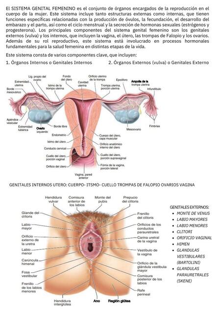 APUNTE DE CÁTEDRA DEL SISTEMA GENITAL FEMENINO pdf