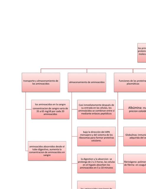 Metabolismo de proteinas MAPA CONCEPTUAL