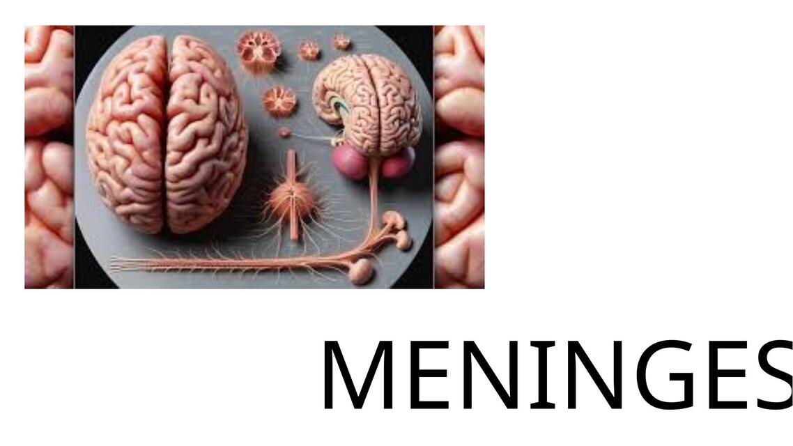 MENINGES