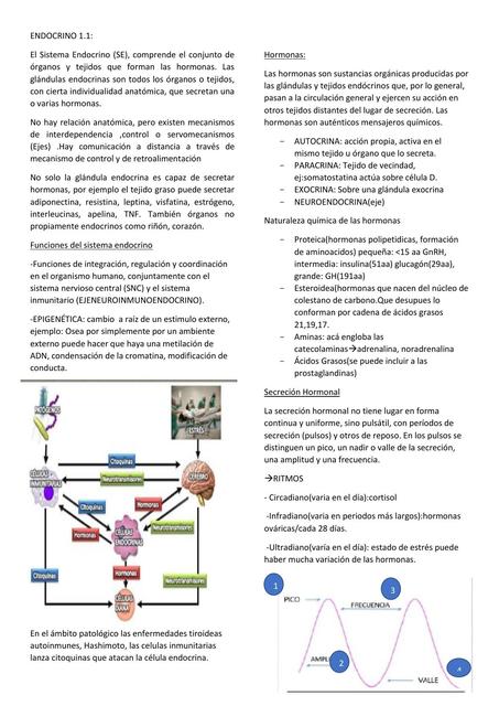 Sistema Endocrino