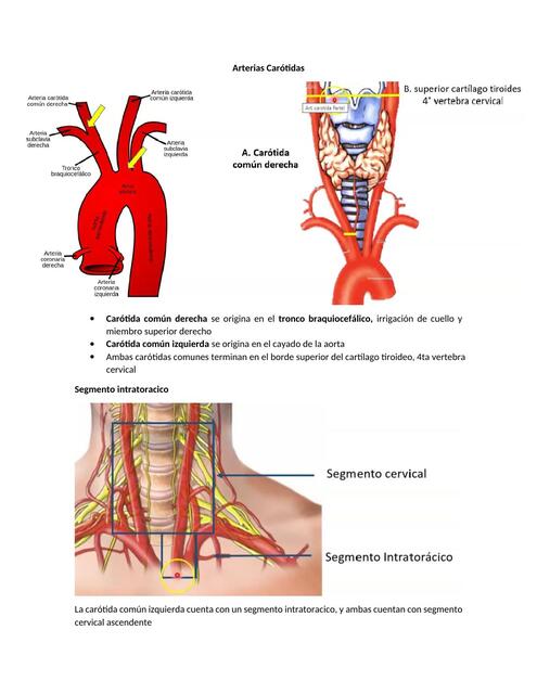 Arterias Carótidas