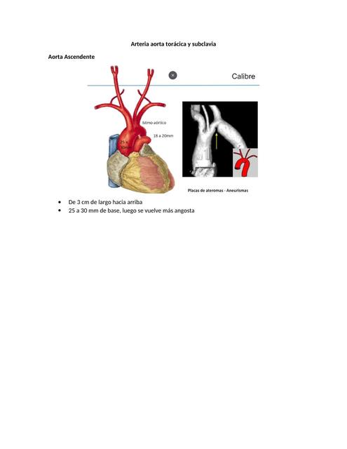 Arteria aorta torácica y subclavia