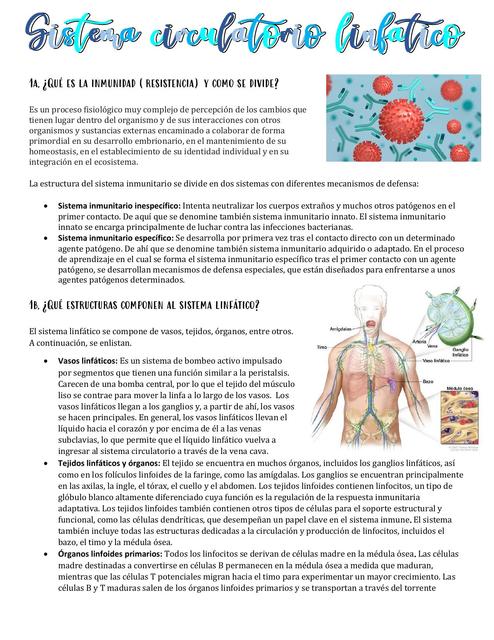 Sistema circulatorio linfático