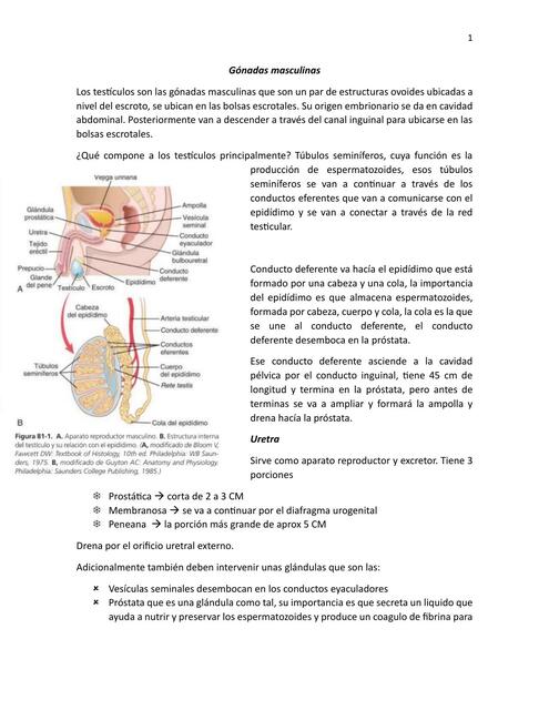 Gónadas masculinas