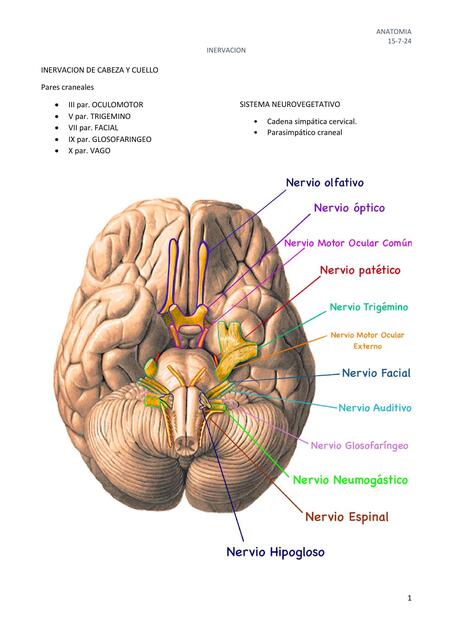 TRIGEMINO