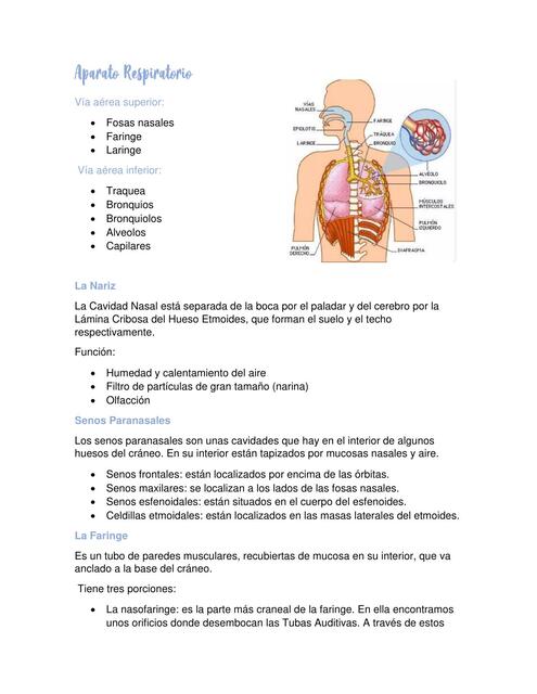 Aparato Respiratorio