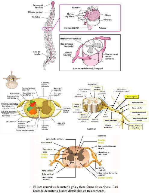 medula espinal sust g y b