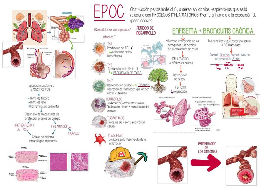 Fisiopatología EPOC