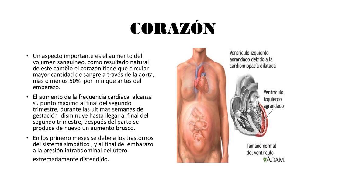 corazon 4