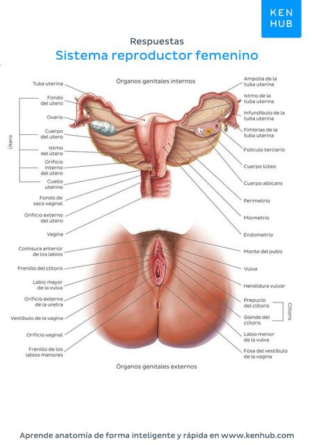 ppt de la vagina