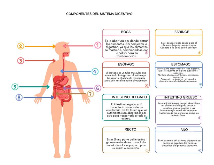 Gráfico de los componentes del sistema digestivo s