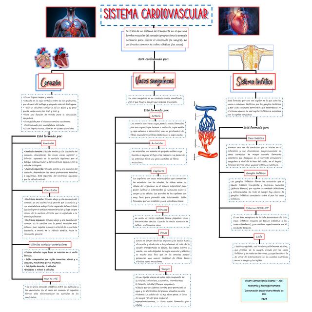 Mapa sistema cardiovascular PDF