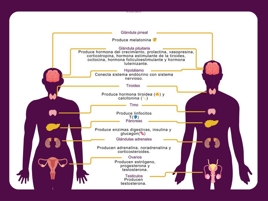 fisio endocrino