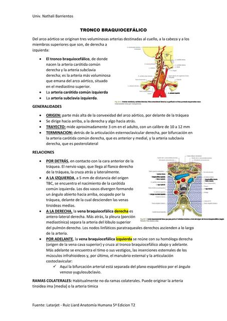 TRONCO BRAQUIOCEFÁLICO cap 82