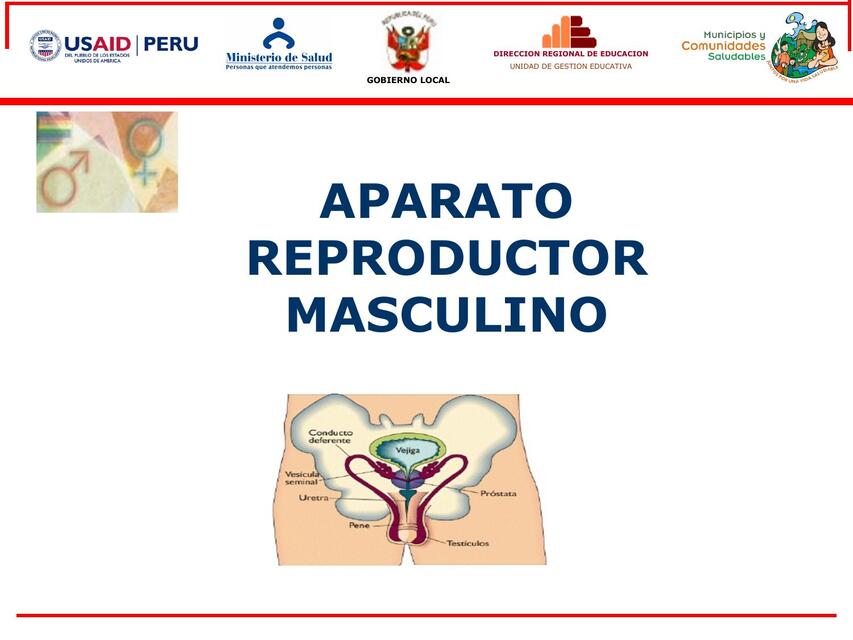 APARATO REPRODUCTOR MASCULINO 04