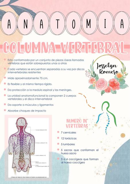 Anatomía  Columna Vertebral