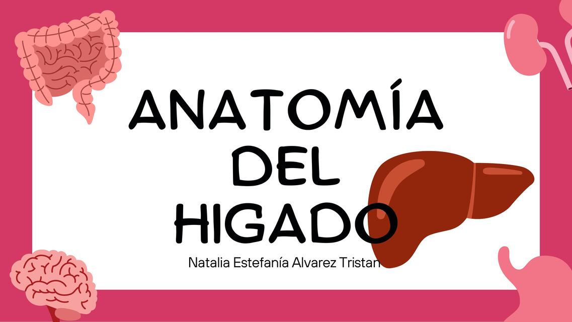 Presentación Diapositivas Cuerpo Humano Órganos