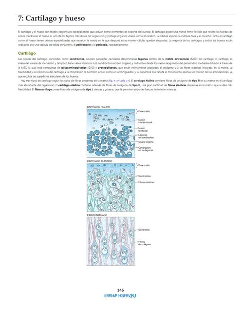 Texto de Histologia Atlas a Color Gartner 5a Edici