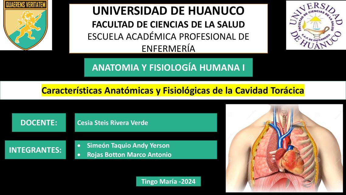 ANATOMIA TORACICA