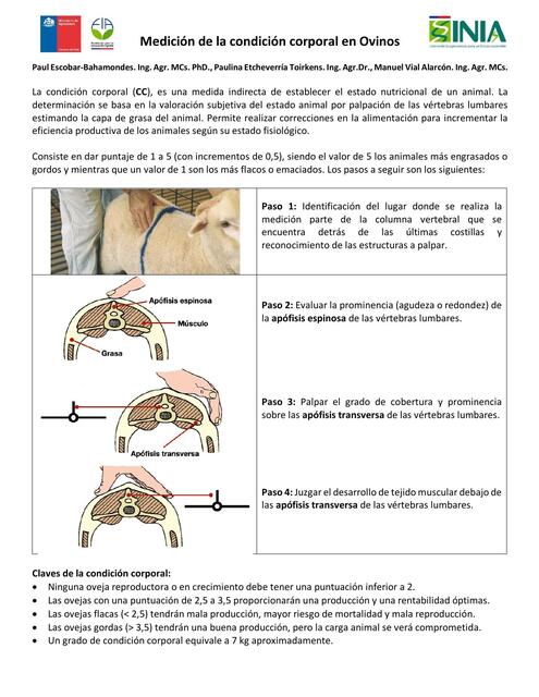 Condicion corporal ovinos