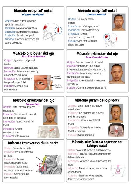 Músculos Faciales Brenda Udocz