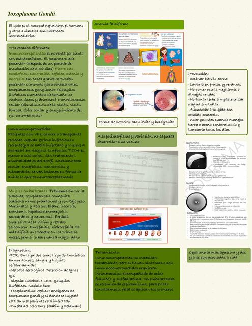 Micro toxoplasma