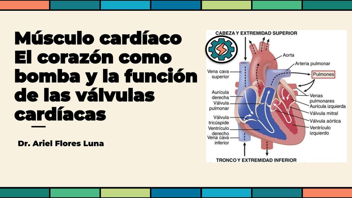 EL CORAZON COMO BOMBA Y FUNCION DE VALVULAS CARDIA