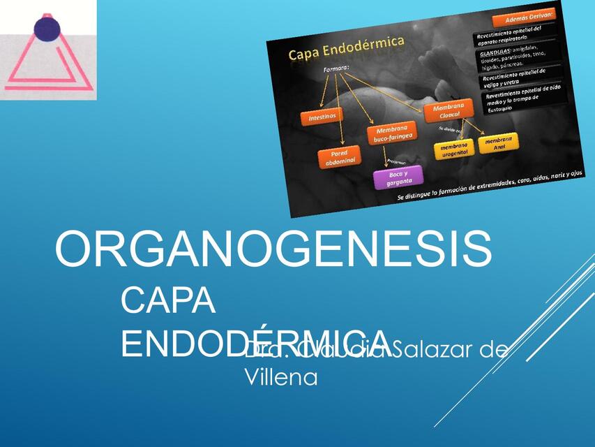 Endodermo 2 ENDODERMO pptx | Michael Cori | uDocz