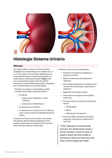 Histologia Sistema Urinrio