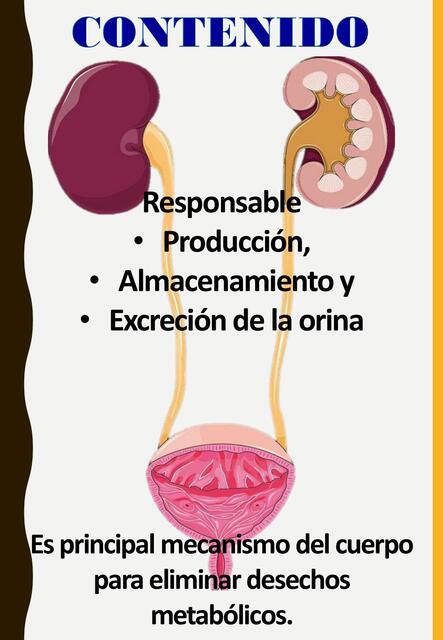 SISTEMA RENAL