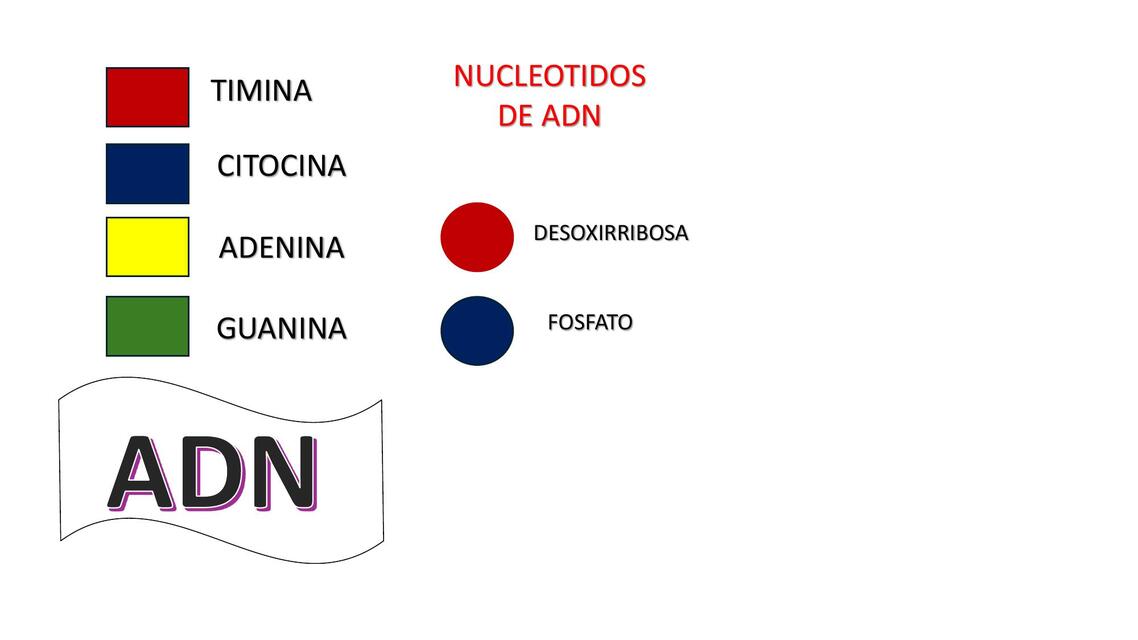 ARN Y ADN