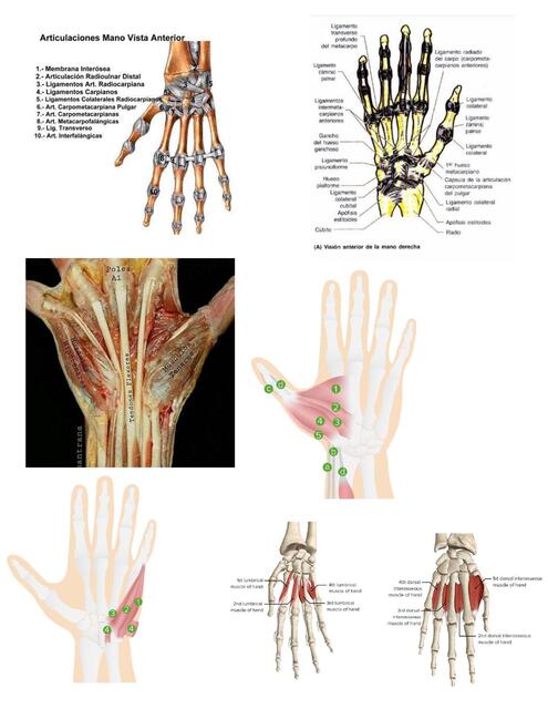 anatomia