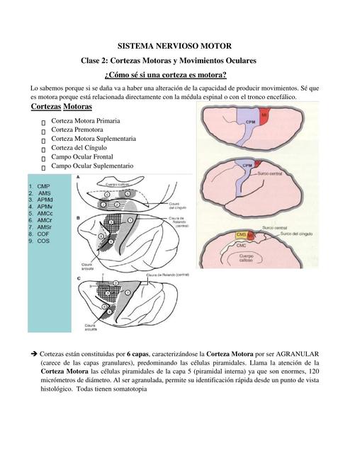 SISTEMA NERVIOSO MOTOR 2