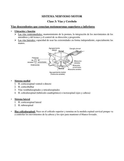 SISTEMA NERVIOSO MOTOR 3 